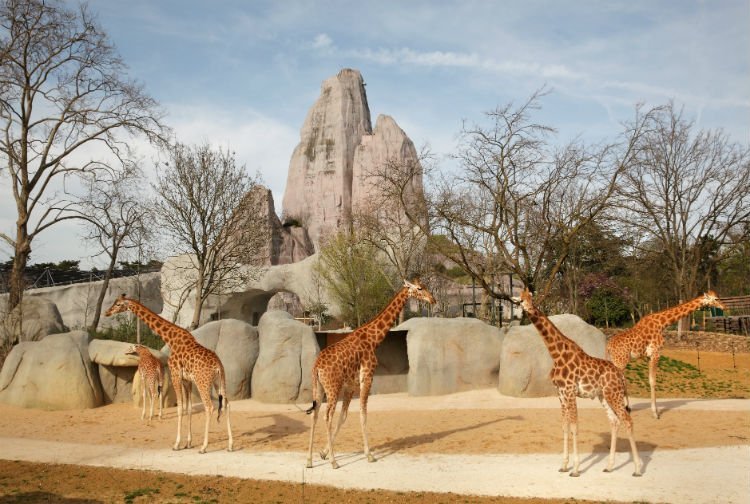 Réouverture du zoo de Vincennes